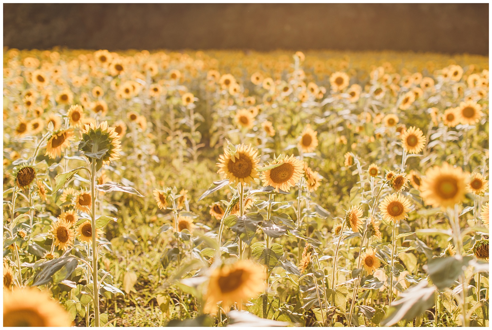 smithfield-virginia-engagement-session-sunflower-field_0004.jpg