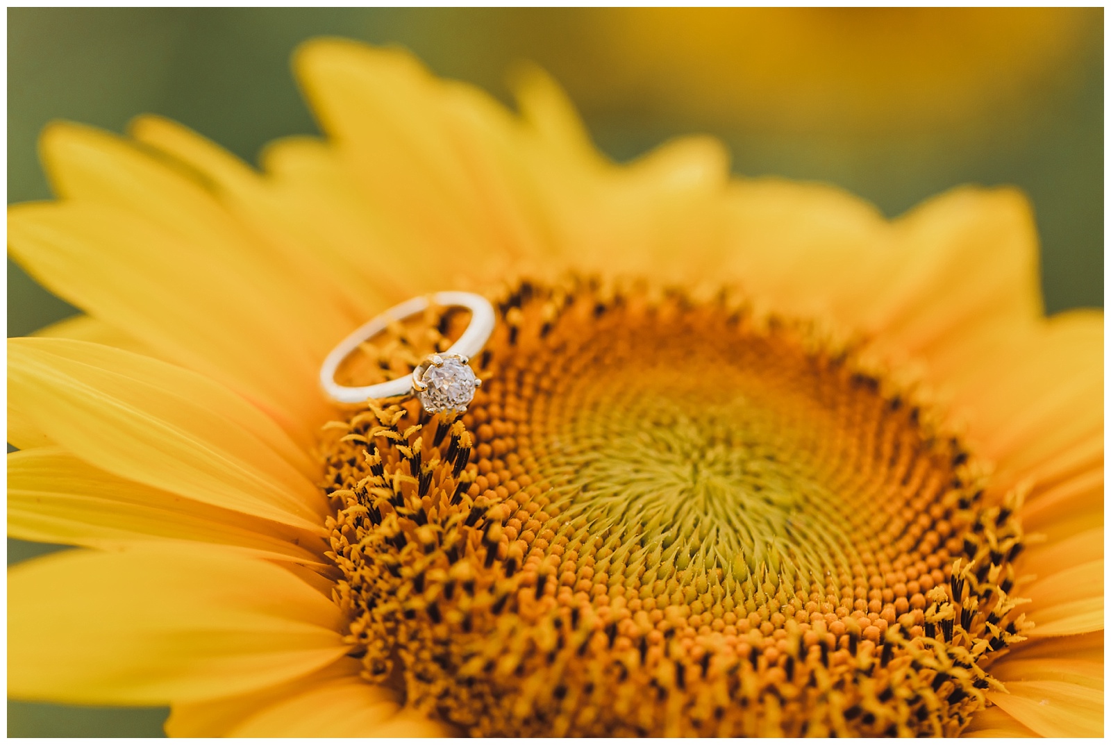 sunflower-field-engagement-session-smithfield-virginia-wedding-photographer_0022.jpg